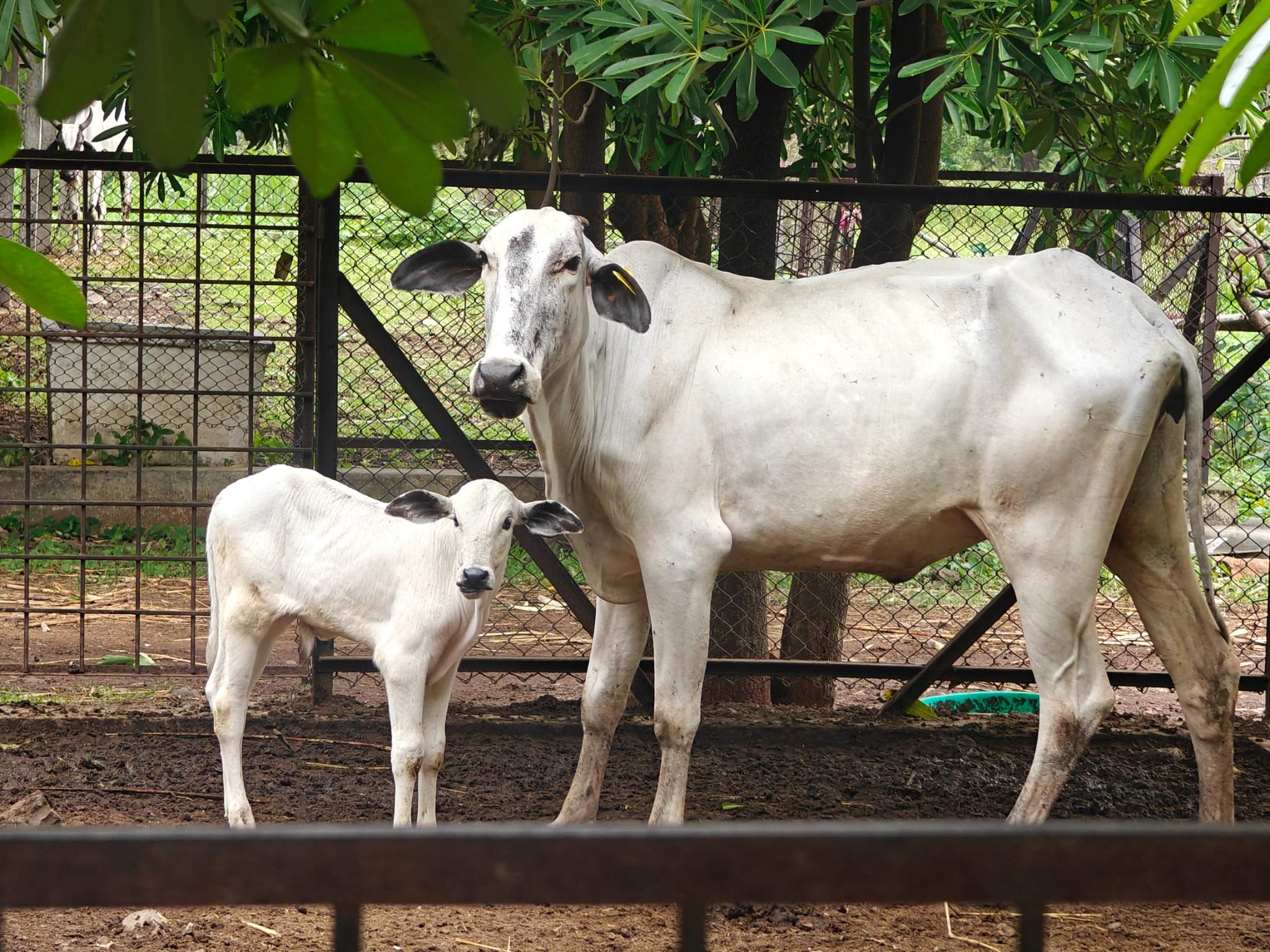 Livestock Farm MAFSU Subcentre Deoni Cattle and Calf1